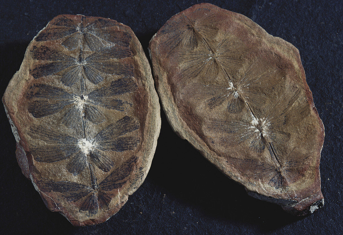 Fossil Plant Leaves
