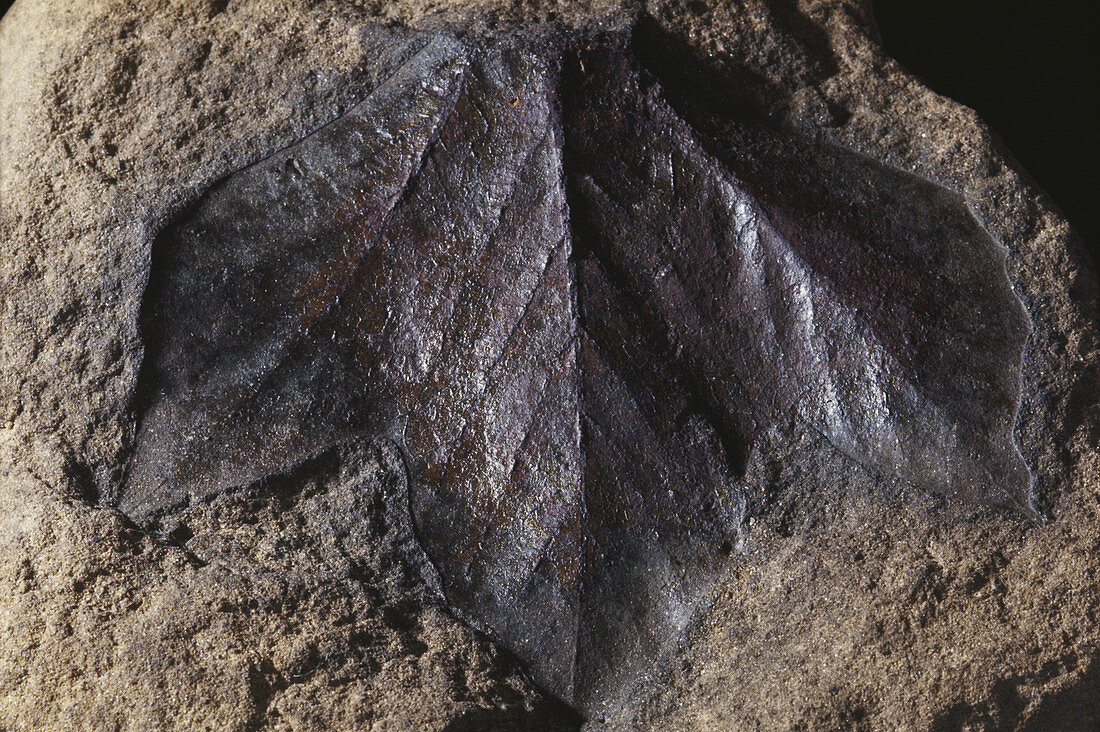 Fossil Sassafras Leaf