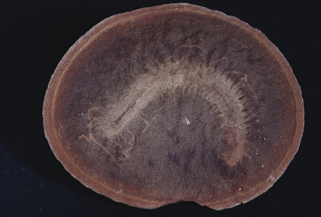 Fossilized Marine Worm