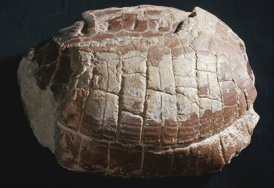 Turtle Fossil