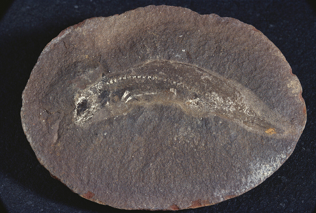 Amphibian Fossil