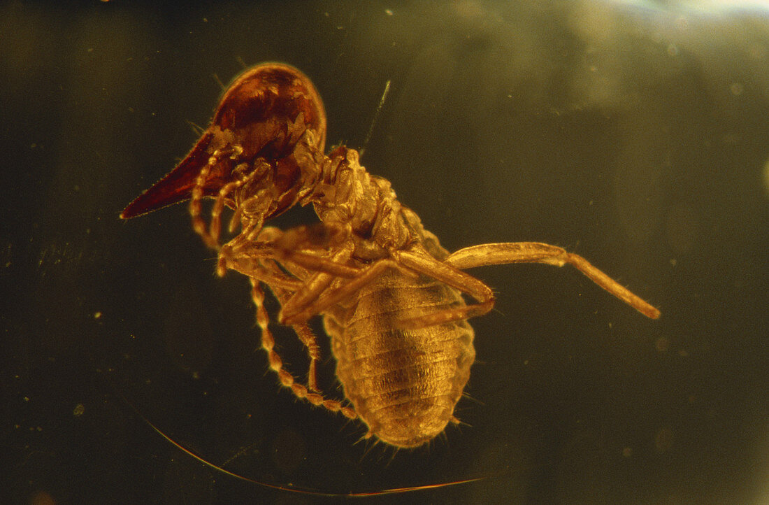 Termite in Amber