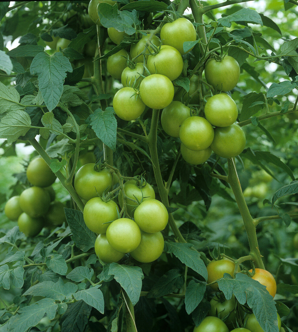 Unripe tomato fruit