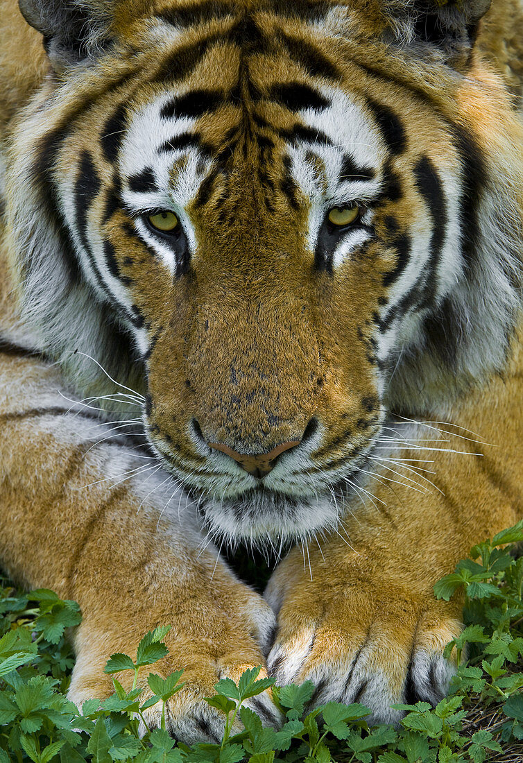 Siberian tiger,China