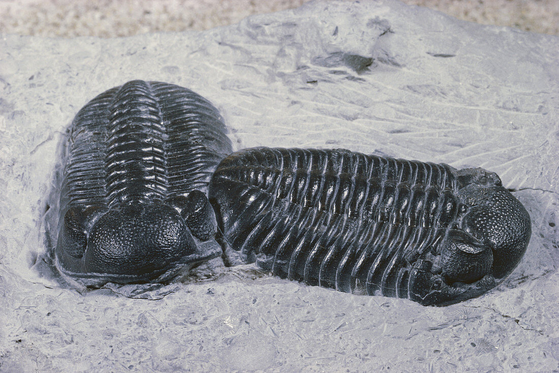 Trilobites from Ohio