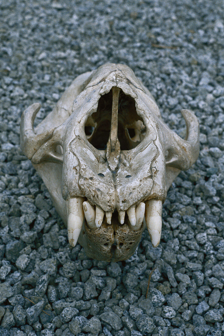 Elephant Seal skull