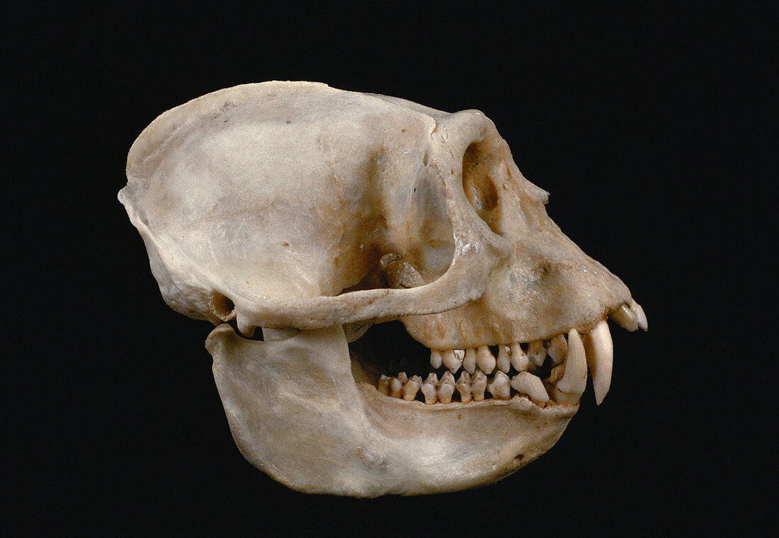 Pied Colobus Monkey skull