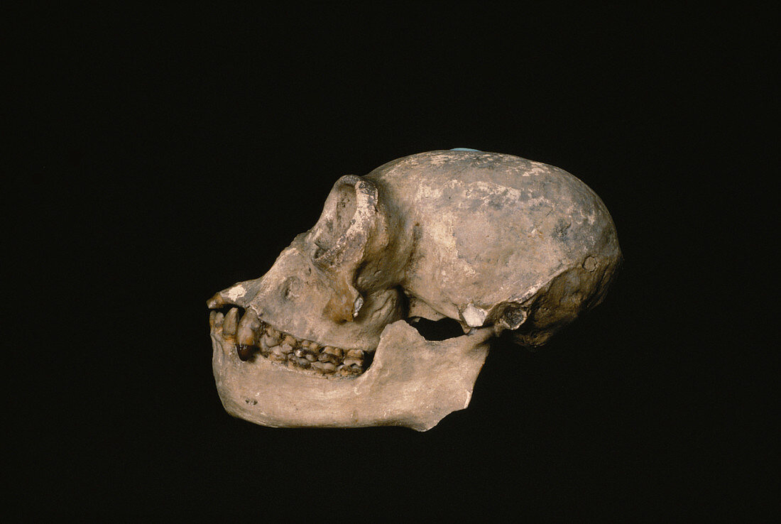 Gibbon skull