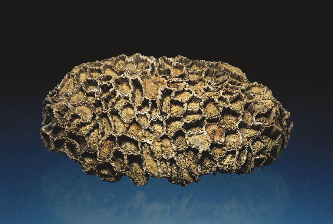 Chain Coral Fossil
