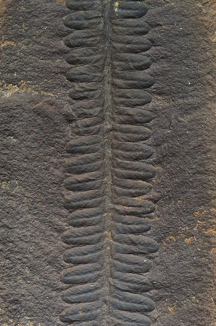 Asterotheca Fossil