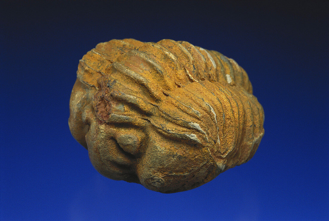 Rolled Trilobite