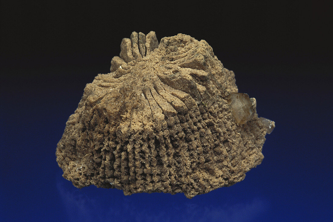 Rugose Coral Fossil