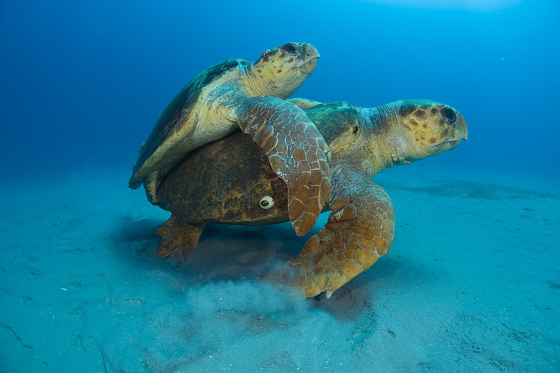 Mating Loggerhead Turtles