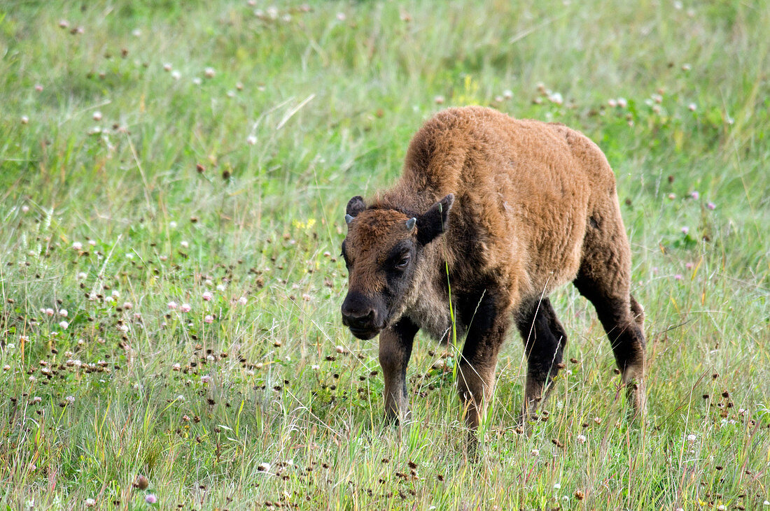 Baby Wood Bison