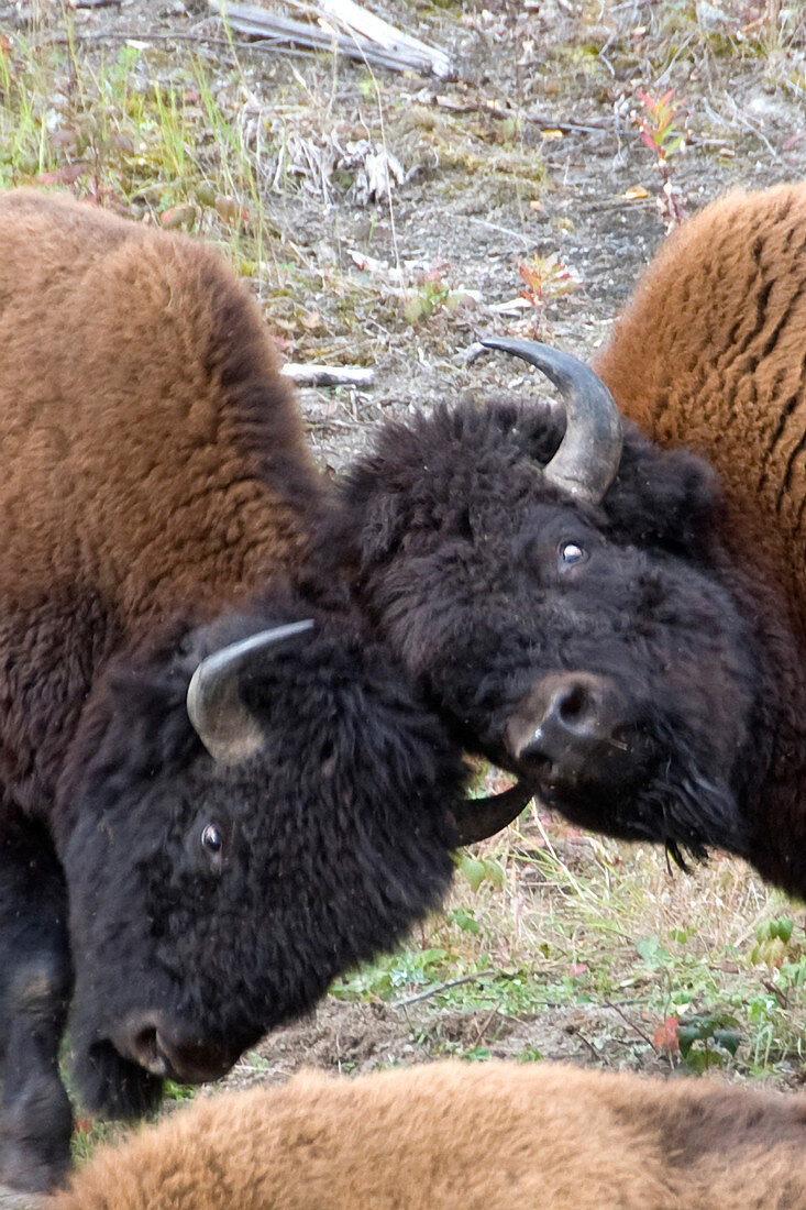 Wood Bison bulls fighting