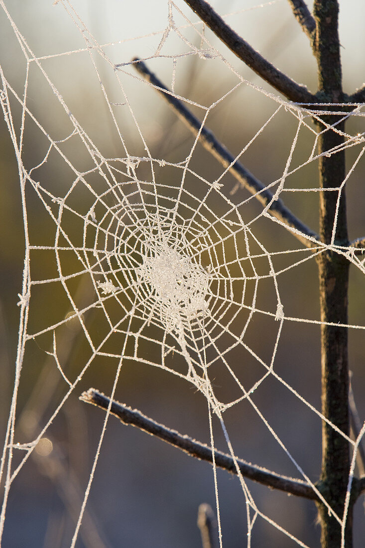 Frosted Spider Web