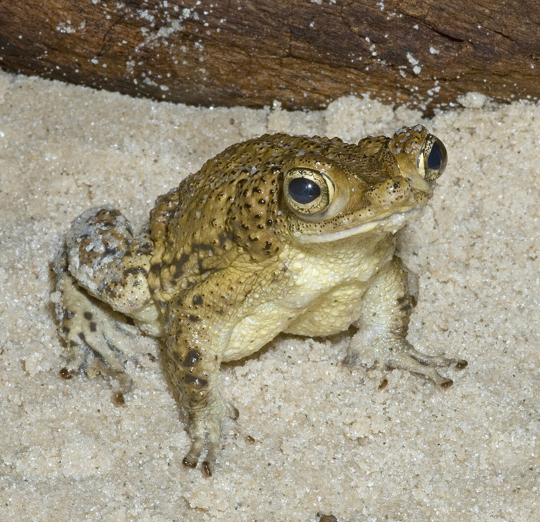 Puerto Rican crested toad