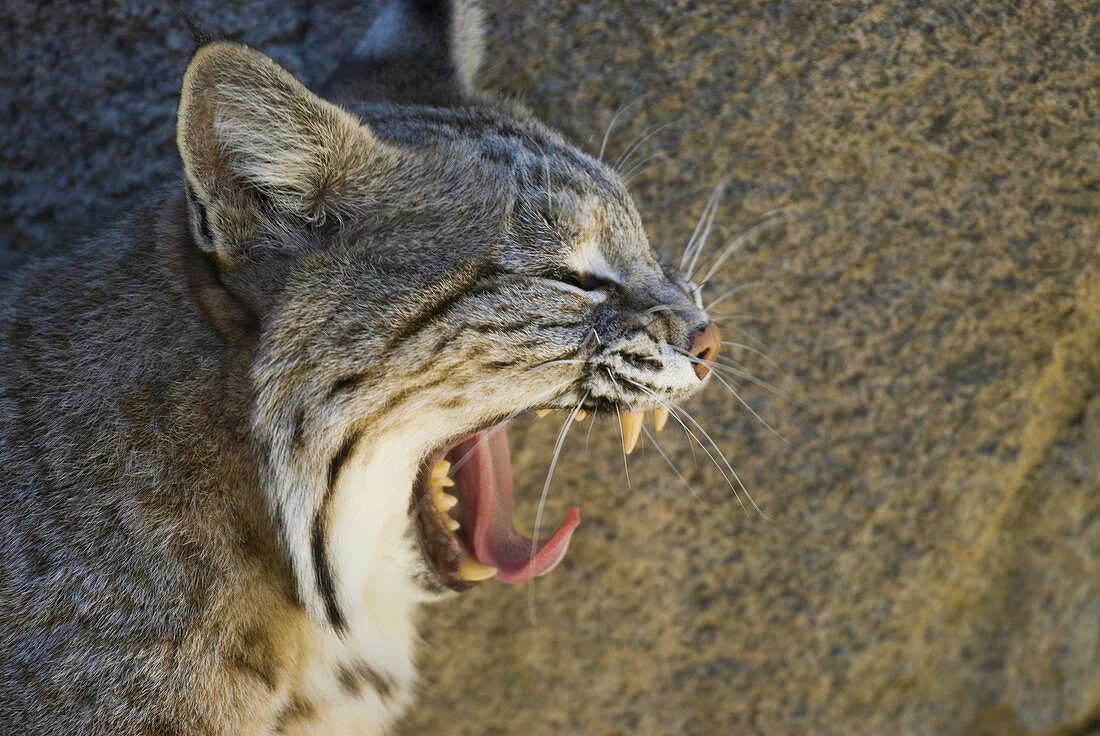 Bobcat Yawning