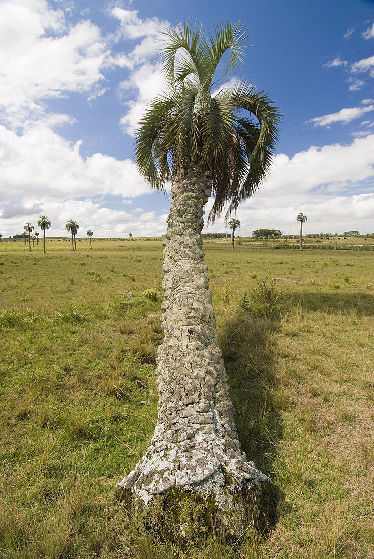 Pindo Palm in Uruguay