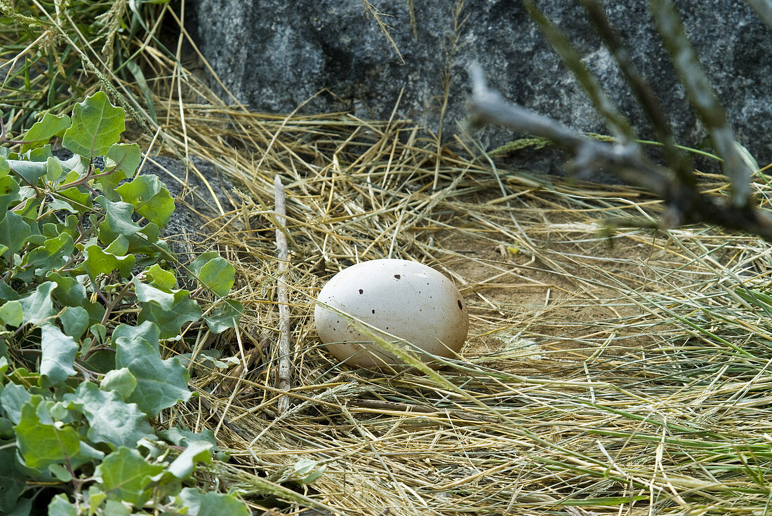Waved albatross egg
