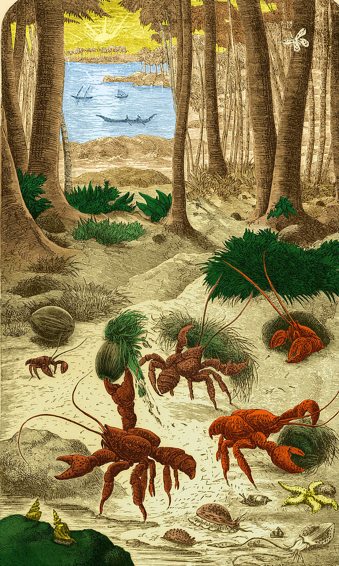 Robber Crab,What Darwin Saw,1879