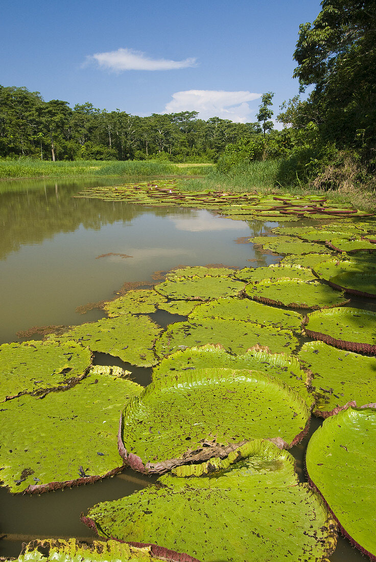 Giant Amazon Water Lilies