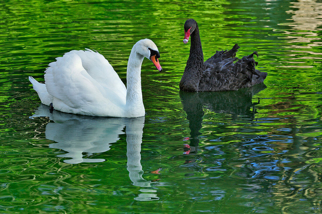 Mute Swan and Australian Black Swan