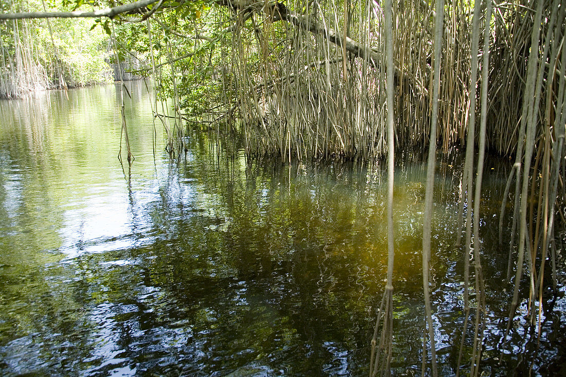 Black River Mangroves,Jamaica