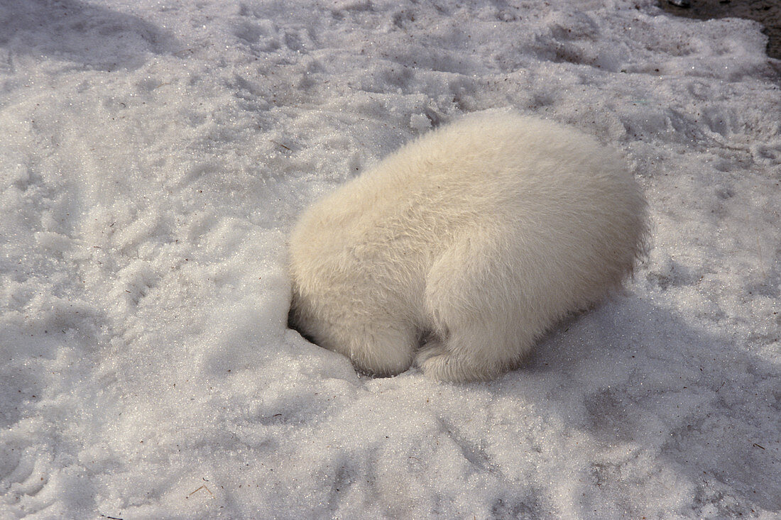 Baby Polar Bear Hiding