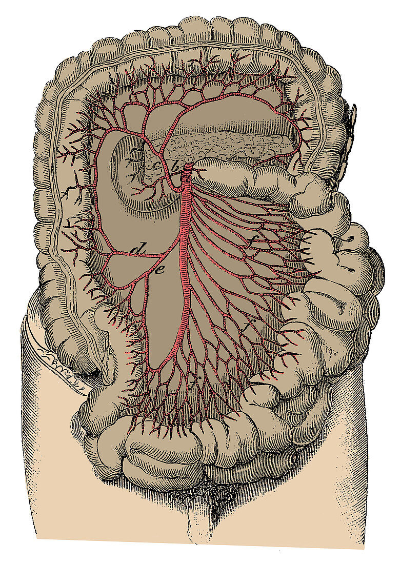 Superior Mesenteric Artery