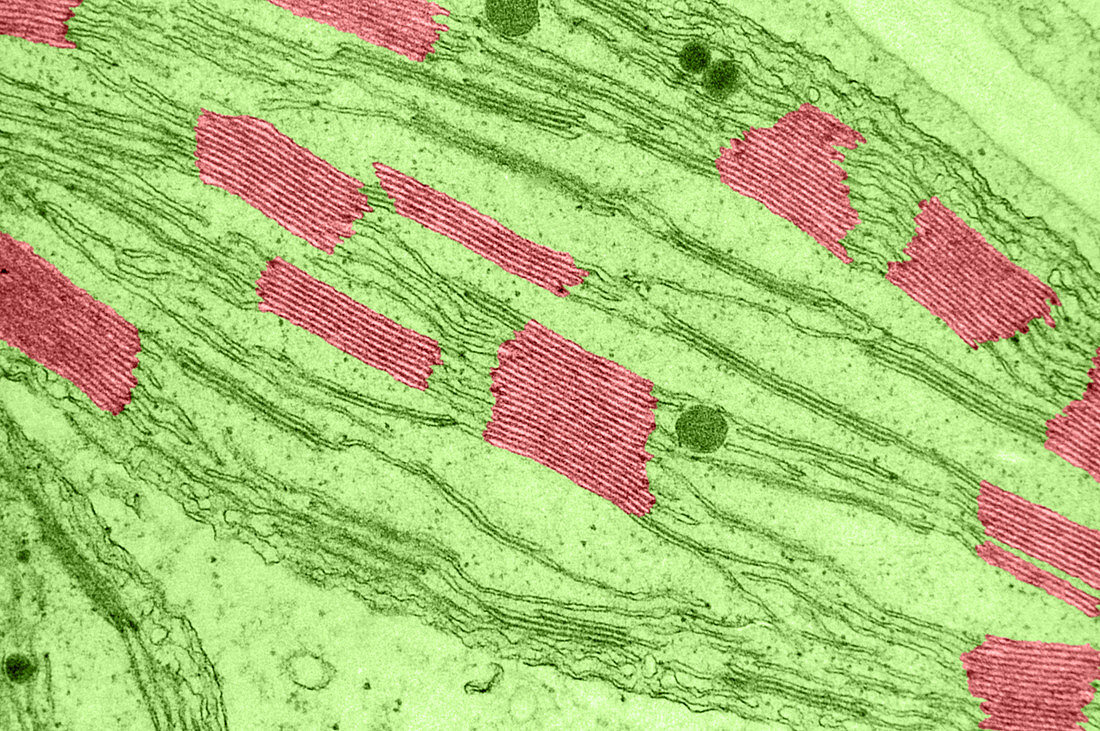 Chloroplast Grana TEM