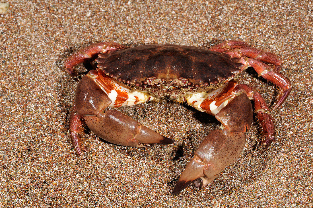 Spot-Bellied Rock Crab