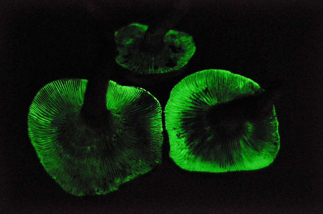 Glowing Jack-o-lantern fungus
