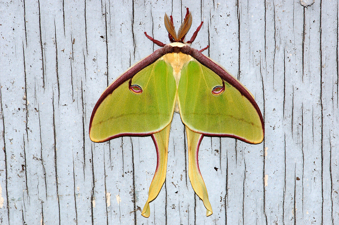 Luna Moth