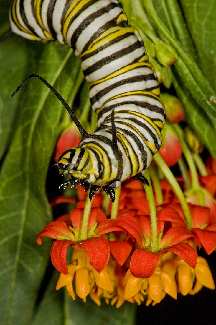 Monarch butterfly larva