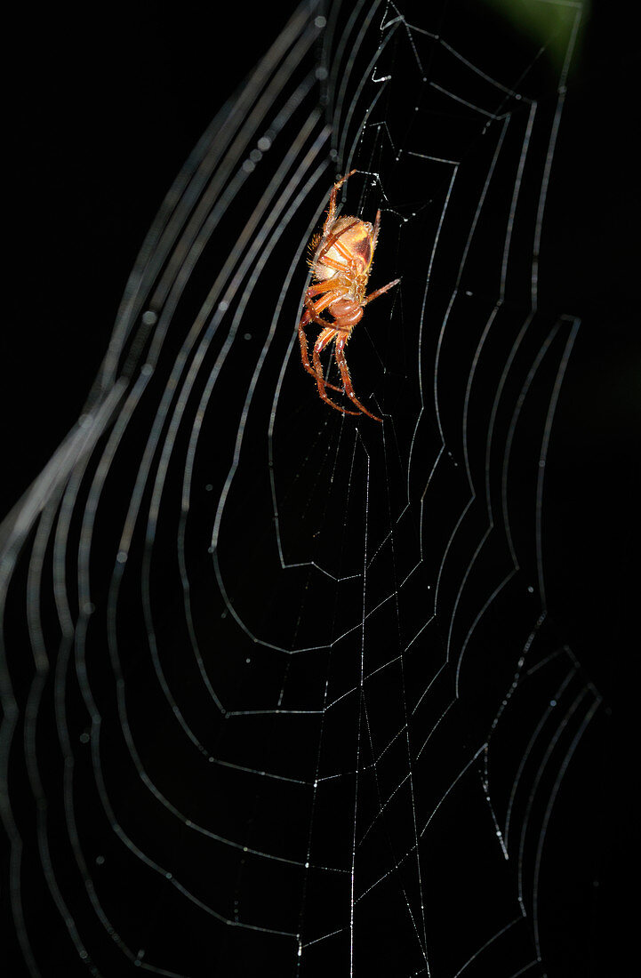 Spider in orb web