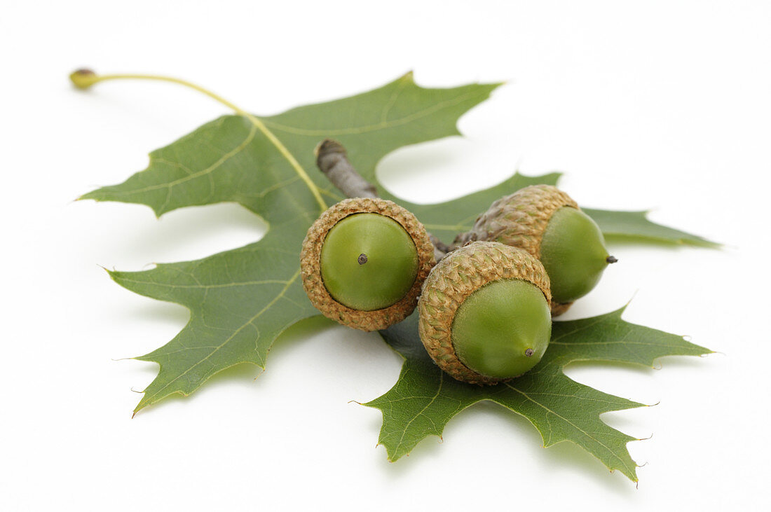 Red oak acorns