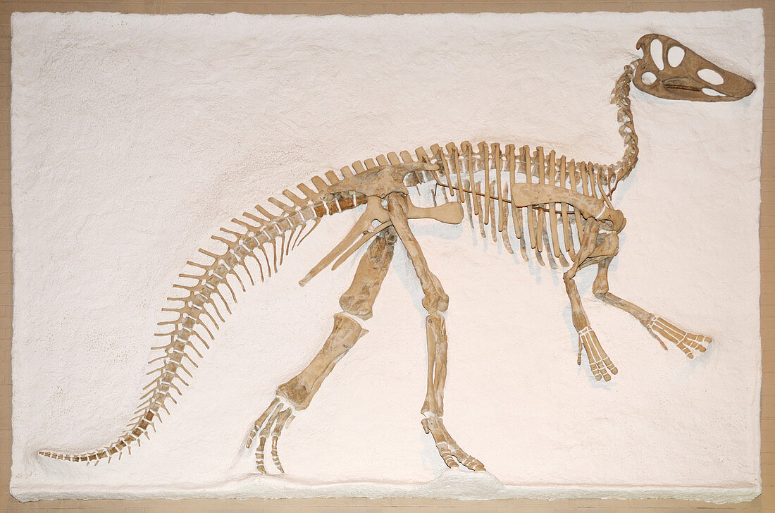 Claosaurus Fossil