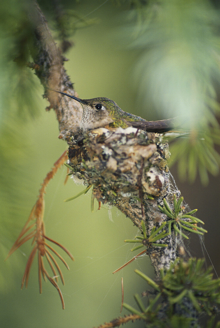 Female Hummingbird