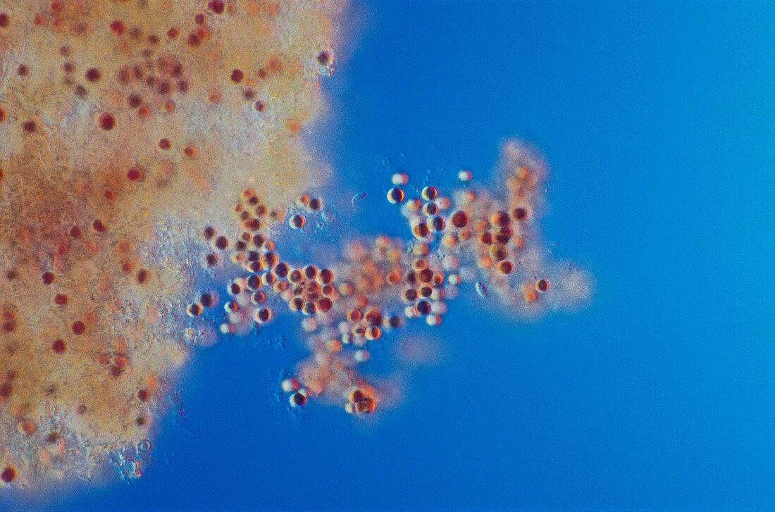 Porphyridium sp. Red Algae,LM
