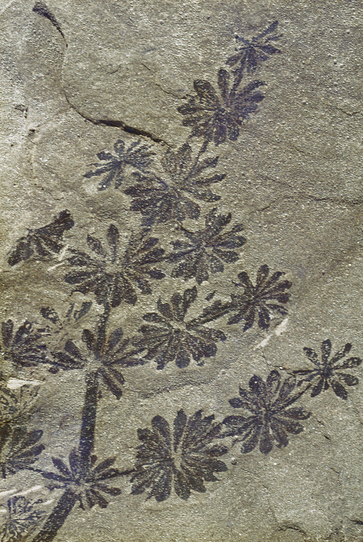 Annularia Fossil