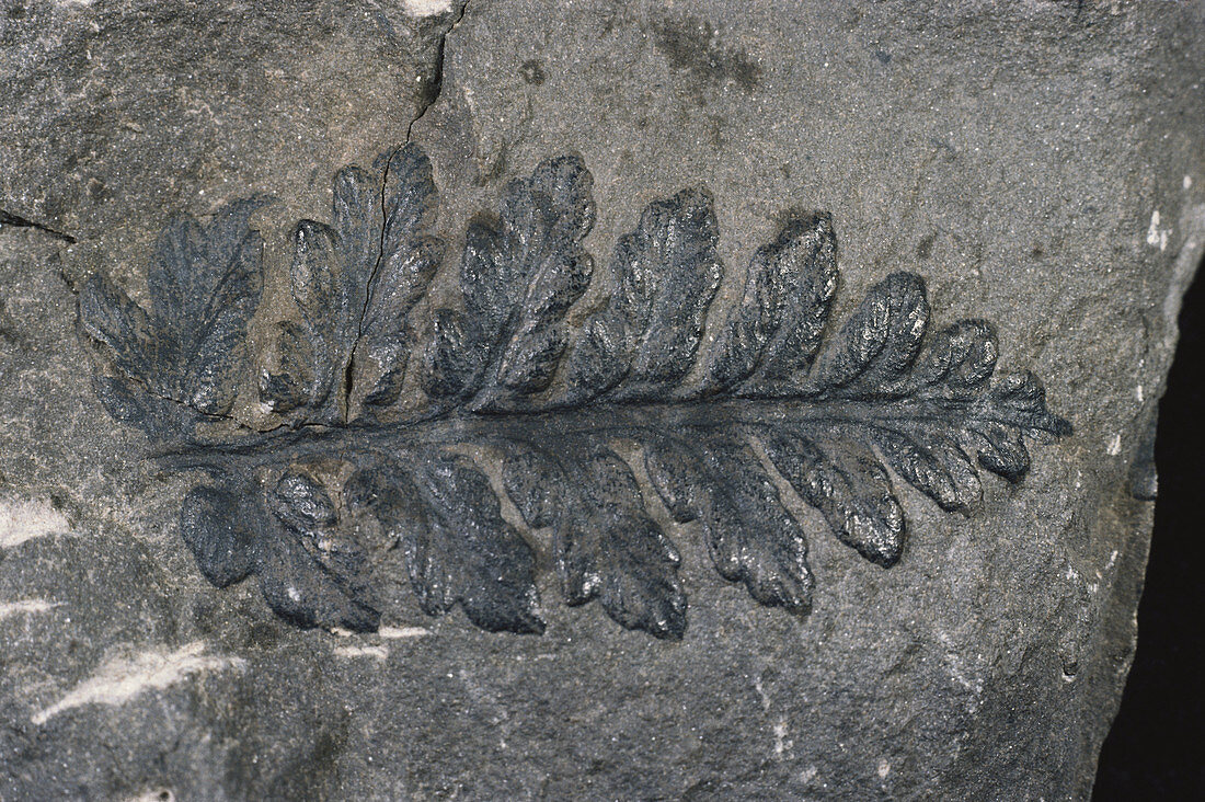 Sphenopteris Fossil