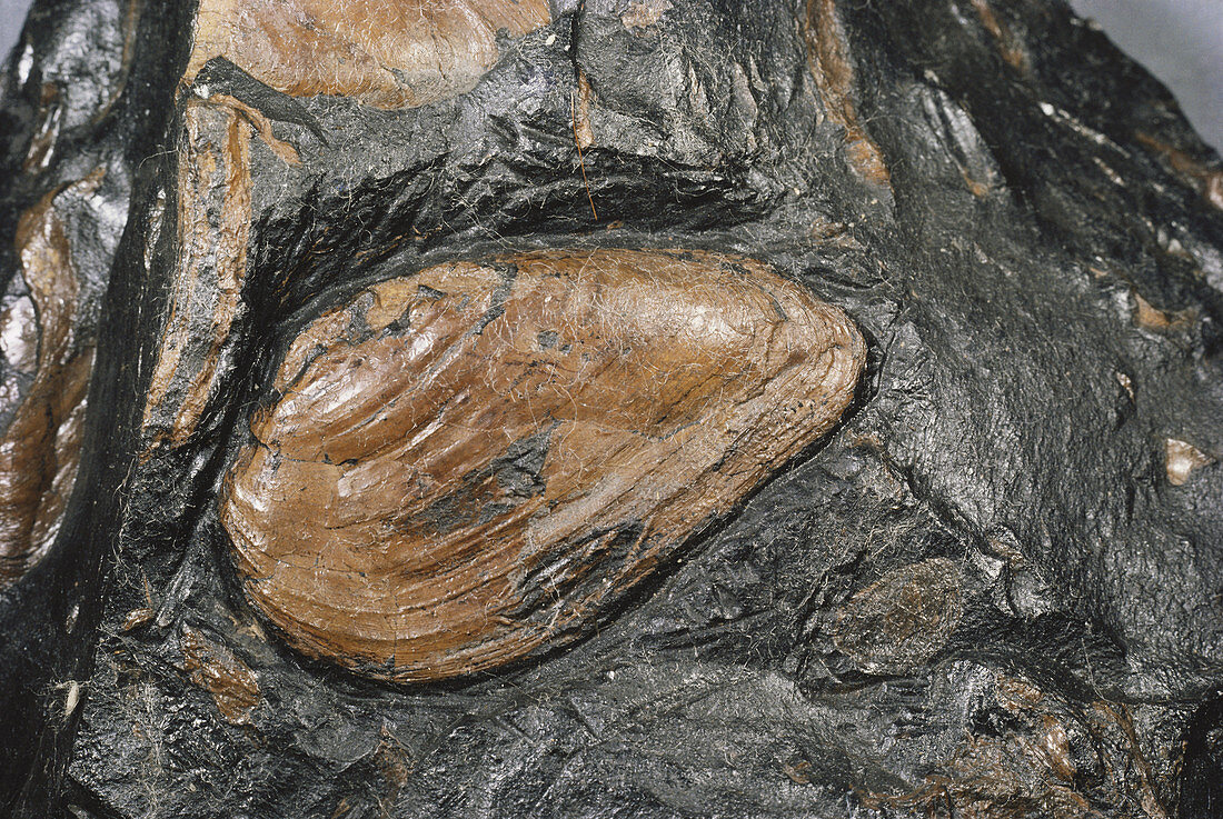 Fossil Bivalve