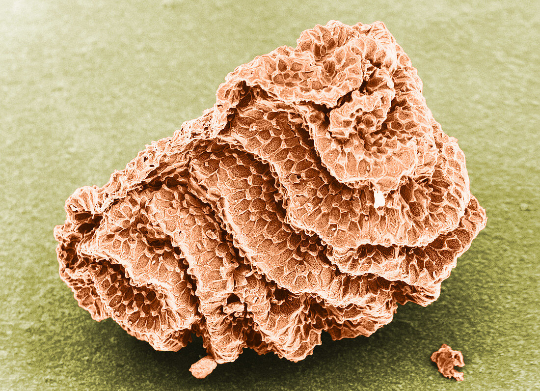 Toadflax Seed (SEM)