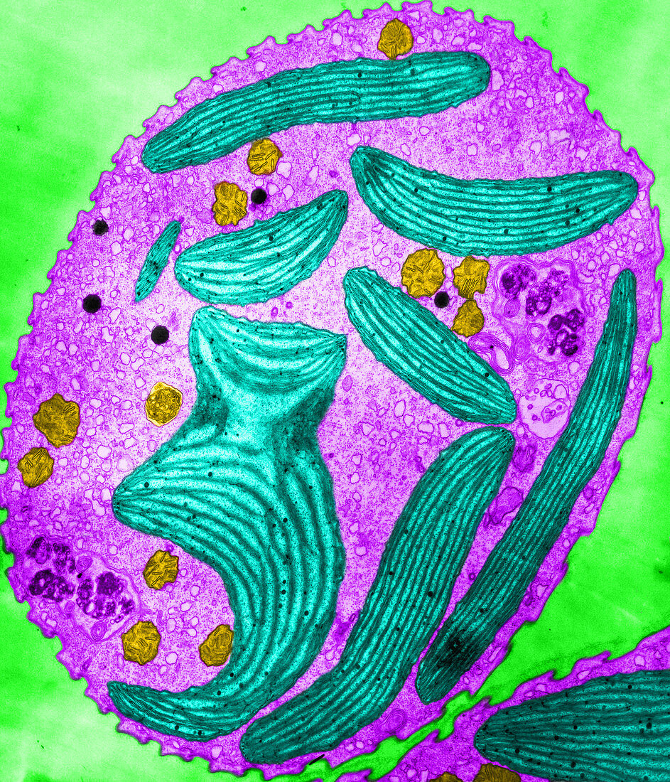 Euglena Chloroplasts (TEM)