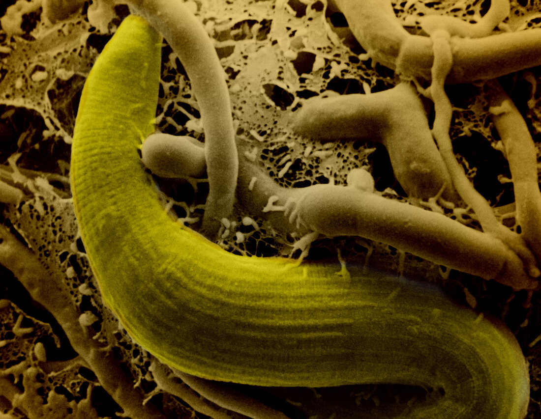 Arthrobotrys oligospora