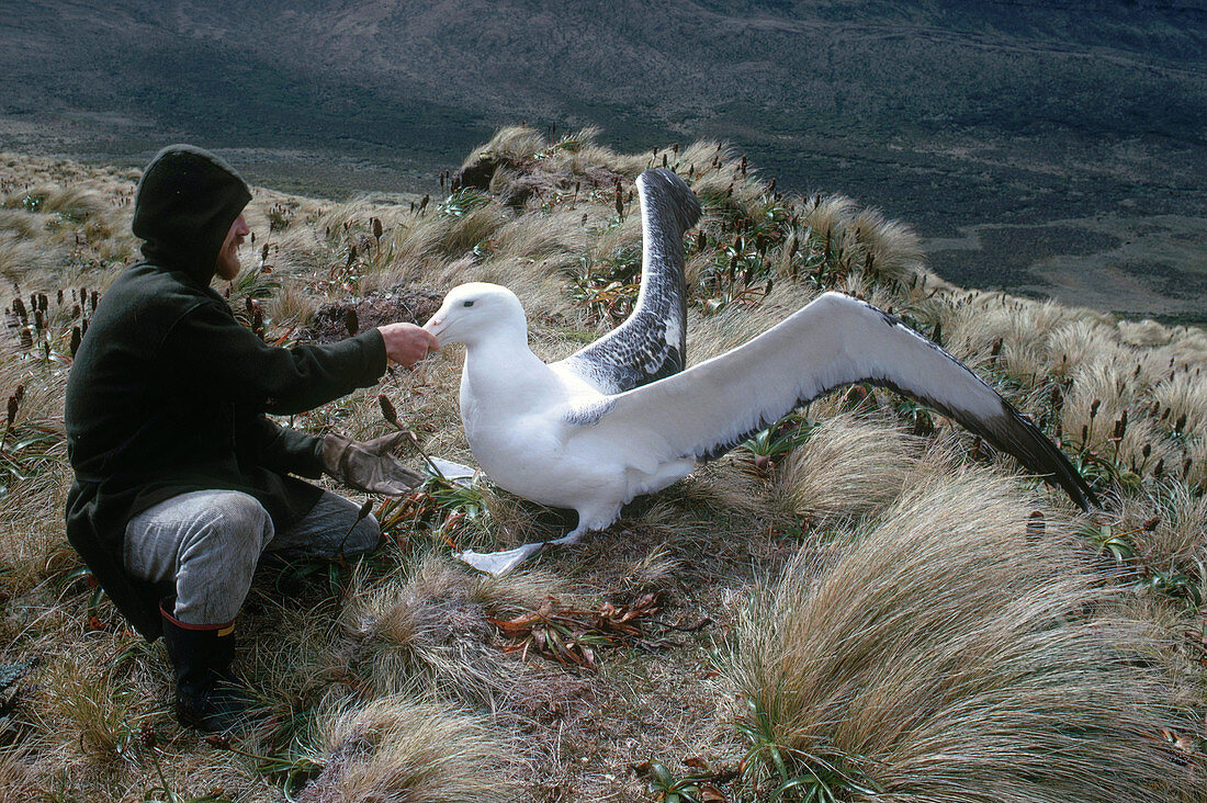Ornithologist With Royal Albatross