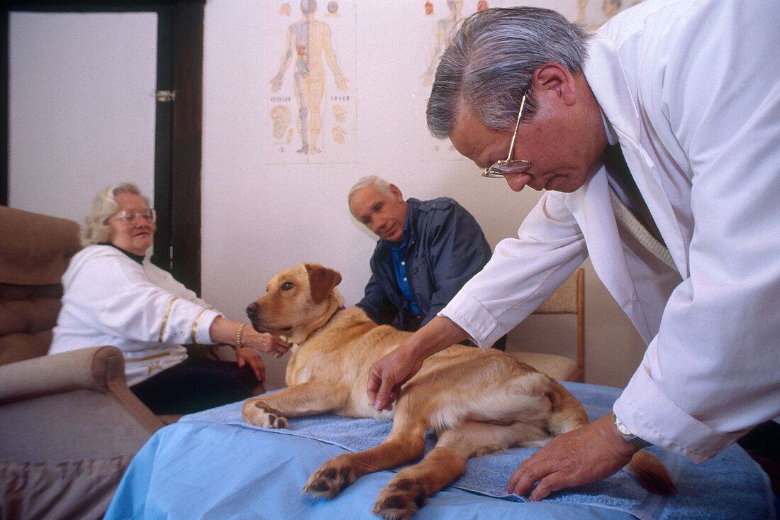 Acupuncture on Dog