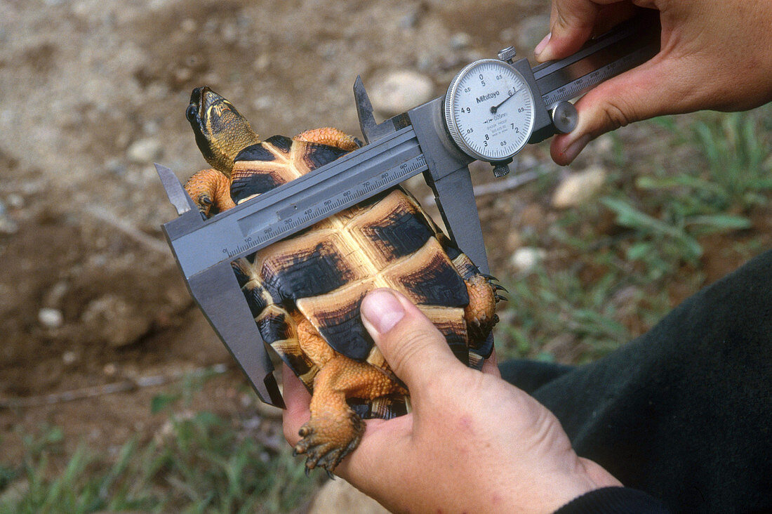Scientist Measuring Wood Turtle
