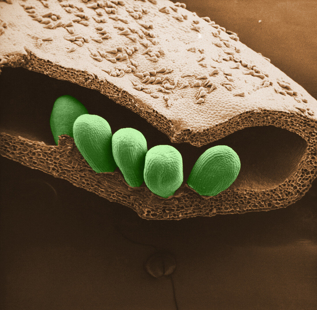 Caltha Ovary with Abaxial Ovules (SEM)